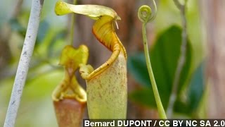 How Carnivorous Pitcher Plants Trap Their Prey [upl. by Eenattirb]