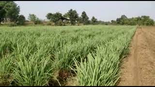 Citronella Slips lemongrass slips Citronella farming lemongrass farming [upl. by Omissam]