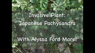 Invasive Plant Japanese Pachysandra [upl. by Sefton]