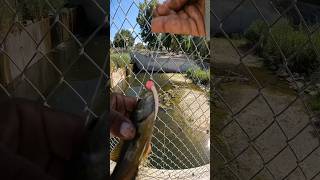 Catching green sunfish at a ditch [upl. by Beard]