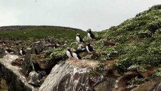 Grimsey Island  Iceland [upl. by Aineval]