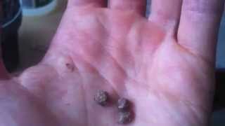 Hawaiian Baby Woodrose seeds  How to grow [upl. by Modestine833]