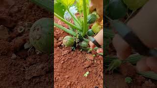 Green vegetables cucurbitaceae watermelon pumpkin [upl. by Airdnua]