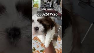 Quality shitzu puppies coimbatore palakad tirupur karur Trichy Thanjavur salem namakkal rasipuram [upl. by Traci]