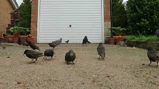 Starlings  Summer 2024  So cute Even Mamas feeding fledglings  birds [upl. by Carlos]