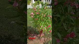 dopati naturelovers gardenplants plantlove flowers trandingreel trandingshorts loveit [upl. by Moya]