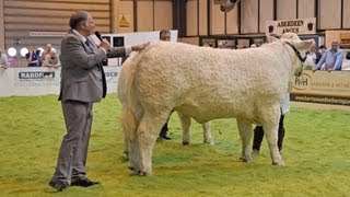 Charolais National Show at the Livestock Event July 3rd 2013 [upl. by Amity]