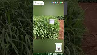 Para GrassBrachiaria Mutica Seeds  Thanneu Suresh  Srinivasa Agro Seeds  qualityseeds desiseed [upl. by Annadroj]