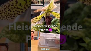 Fleischfressende Pflanze amp Vogelspinnen vogelspinnen tarantulas einrichtung zubehör plants [upl. by Bates]