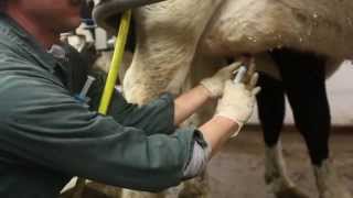 How to infuse antibiotics into dairy cows to treat infections [upl. by Arrehs]