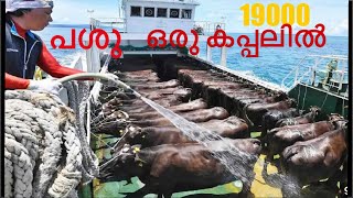 Cattle carrier Ship19000 പശുക്കളെ കൊണ്ട് വന്ന കപ്പൽ കേറി കാണാൻ അവസരം തന്നപ്പോൾ 🥰rashikthesailor [upl. by Caryl715]