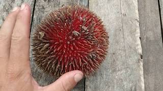 Durio dulcis  red durian tastes like peppermint chocolate Durian merah Marangan Lahong [upl. by Ev]