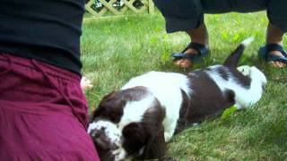 Springer spaniel puppy playing [upl. by Matty]