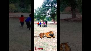 शेर की दहाड़ खतरनाक Lione the king ytshorts tiger lion viral [upl. by Reinal]