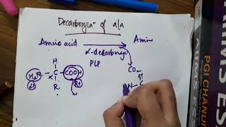 decarboxylation of amino acids  Biochemistry [upl. by Zoltai]