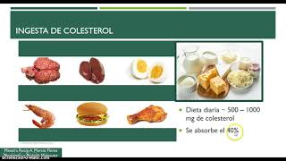 Digestión y Metabolismo de Lípidos 4a Parte [upl. by Sivad513]