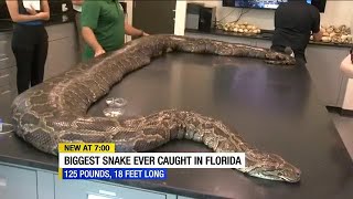 Largest Burmese python in Florida history discovered in the Everglades [upl. by Nitsed]