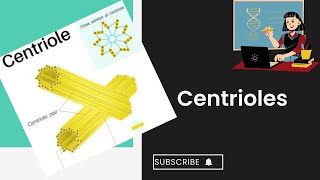 Centrioles l cell structure and function l XI biology [upl. by Rena474]