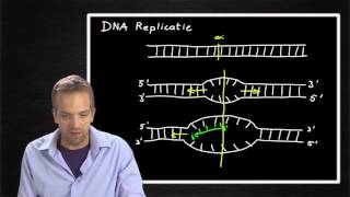 DNA Replication 504 [upl. by Eunice]