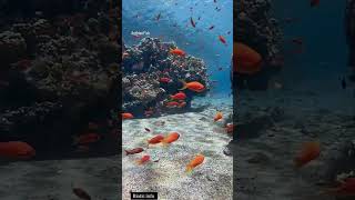 Anthias🍥 youtubeshort youtuber facts trendingshorts pets marinelife marinecreatures marine [upl. by Formenti]