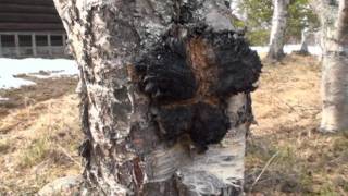 Chaga collecting in Norway [upl. by Assiluy447]