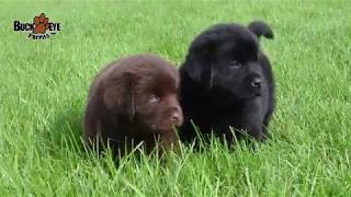 Newfoundland Puppies [upl. by Latisha]