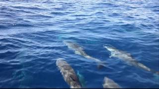 Frasers Dolphins Spotted Upclose Sailing from Martinique to St Lucia [upl. by Eyllek]