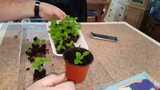 Jims Wholiest Of Coleus How to successfully separate amp transplant young Coleus from seed pods [upl. by Xenia]