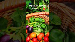 Organic farming terracegardening monsoon vegetables ytshorts viralshorthealthy trendingsong [upl. by Enela]