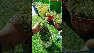 Portulaca Plant Care Tips In Winter gardenscapes trend shorts portulaca [upl. by Anora]