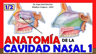 🥇 CAVIDAD NASAL 1 12 ¡Explicación Fácil y Sencilla Huesos Límites y Relaciones [upl. by Dibbell]