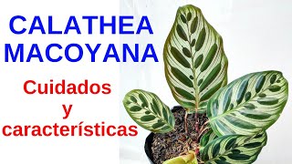 CALATHEA MACOYANA Cuidados y características [upl. by Cypro]