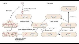 Bacteriophage Replication  Lytic Cycle and Lysogenic Cycle [upl. by Ylus521]