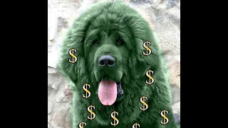 The Majestic Colors of Tibetan Mastiffs dog mastiff tibetianmastiff [upl. by Serica]