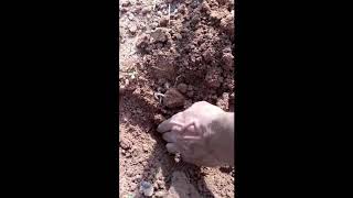 Earthworms production with waste decomposer WDC [upl. by Llydnek481]