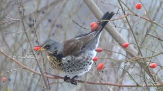 Kwiczoły Turdus pilaris i owoce dzikiej róży The fieldfares and rosehips [upl. by Choo]