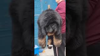 Gigantic Chinese Tibetan Mastiff🔥 [upl. by Philender]