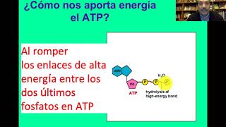 Metabolismo de la glucosa degradación aerobica y anaeróbica de la glucosa [upl. by Dielu]