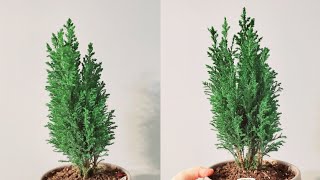 Chamaecyparis Lawsoniana or Lawson Cypress or Ellwoodii Part 001  Plant Vlog 188 [upl. by Ahseinat702]