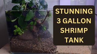 🐠 How to Make a Stunning Shrimp Tank  StepbyStep Planted Aquarium Guide 🌿  3 gallon planted Tank [upl. by Ahsiea]