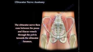 Obturator Nerve Anatomy  Everything You Need To Know  Dr Nabil Ebraheim [upl. by Richy781]