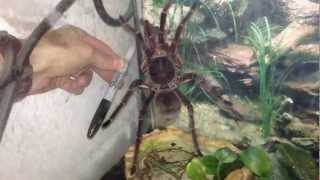 Rare footage of Goliath Bird Eater Tarantula [upl. by Andeee]