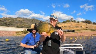 Chaffey dam yellow bellygolden perch callop [upl. by Ariane]