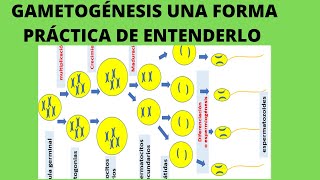 la gametogenesis espermatogénesis y ovogénesis  células germinales primordiales [upl. by Pepito]