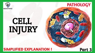 Cell Injury Pathology  Apoptosis  Part 3 [upl. by Colburn391]