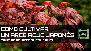 Cómo cultivar un Arce japonés palmatum atropurpureum  LdN [upl. by Deanna]