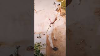 Devil pitbull dog breedpitbullfacts dog pitbull facts punjabi punjabisong music shorts [upl. by Vorfeld]