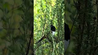 A Spotted Towhee in Rose Canyon [upl. by Gnik]