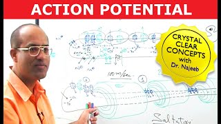 Action Potential in Neurons  Neurology  Dr Najeeb [upl. by Cooperstein645]