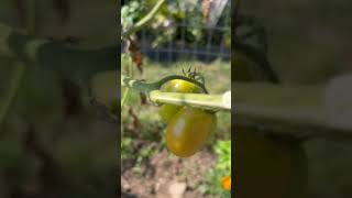 Gardening  San Marzano Tomatoes 🍅 2024 Last of Season [upl. by Mulligan957]